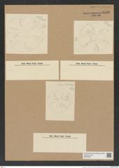 Actinoptychus sp. (de-Toni-Nr.: Genus 227) Zeichnungen Sammlung Grunow Nr. 9540 (NHMW-BOT-W0379537)